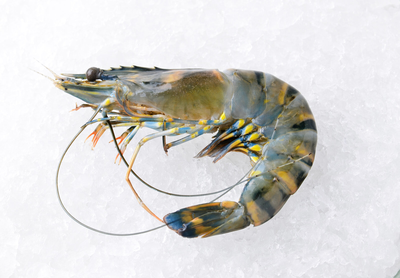 Premium king prawn — National Exports specimen